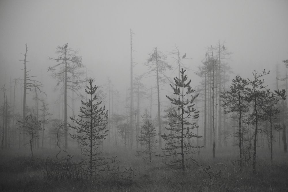 Глухари в тумане.