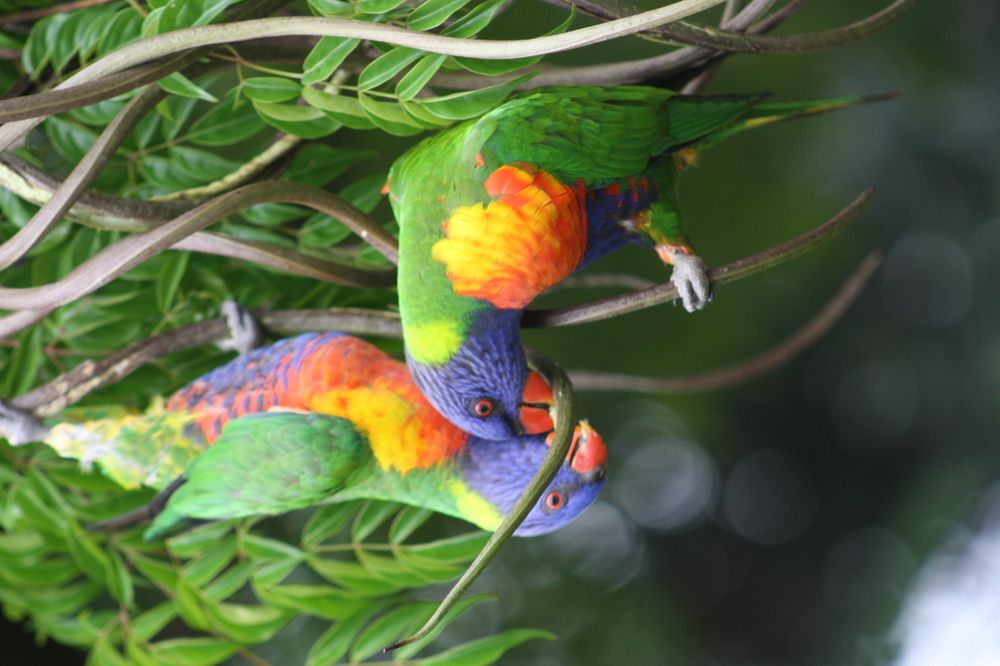 Lorikeet in spring