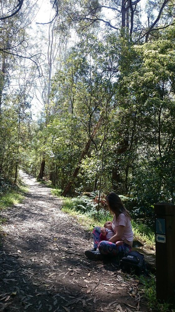 Bush walking in Sydney