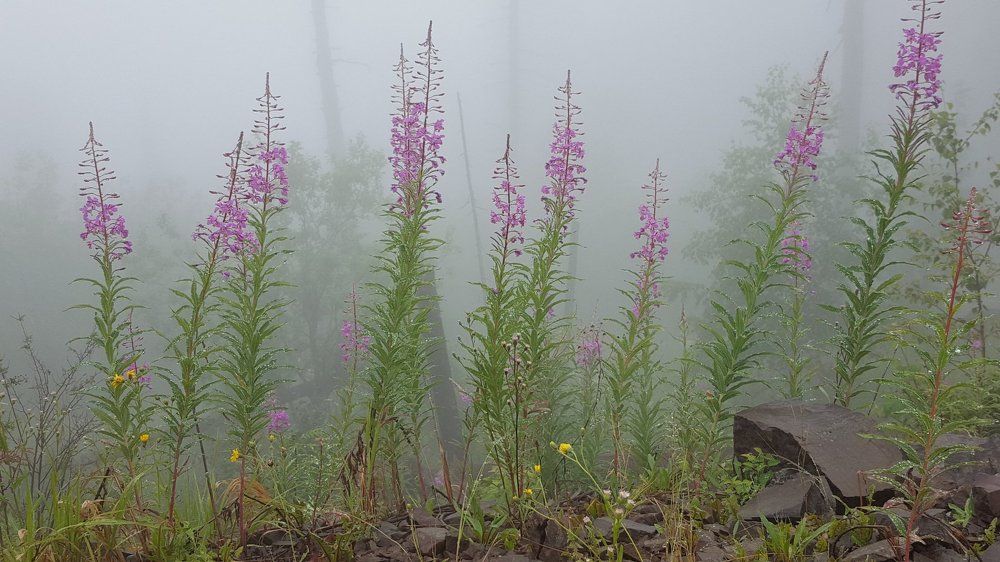 Туманый Алтай.
