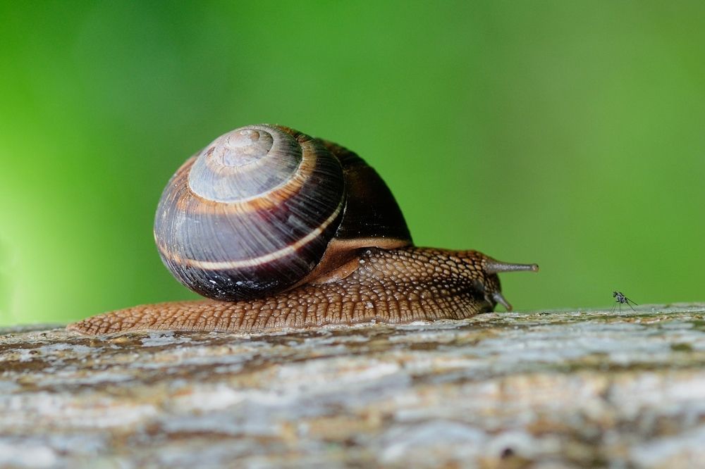 Слон и Моська