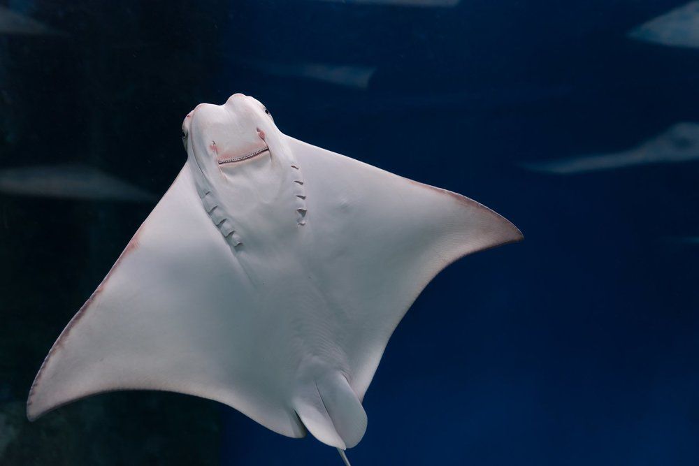 Улыбающийся скат