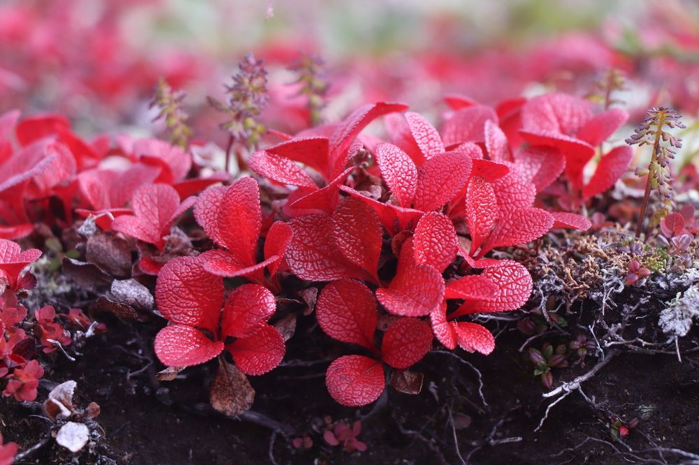 Осень на Камчатке