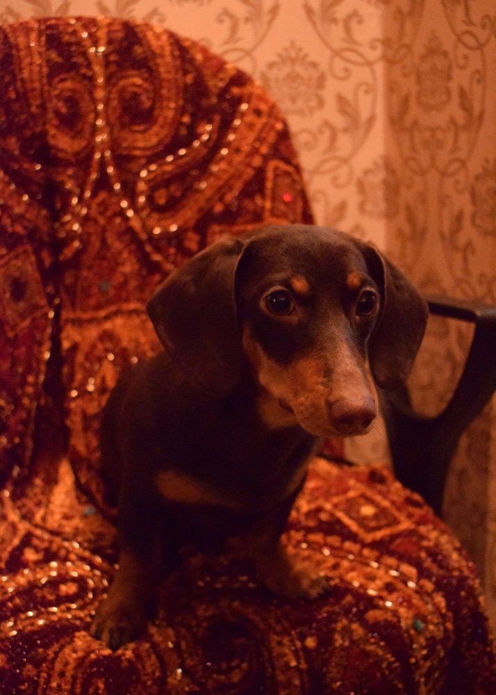 Застенчивый щенок