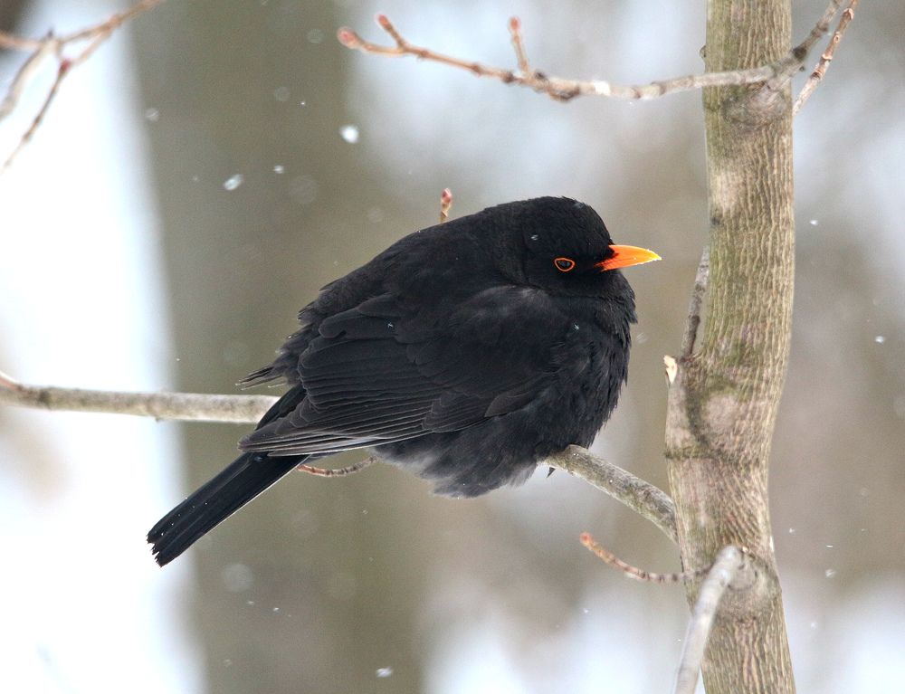 В ожидании тепла...