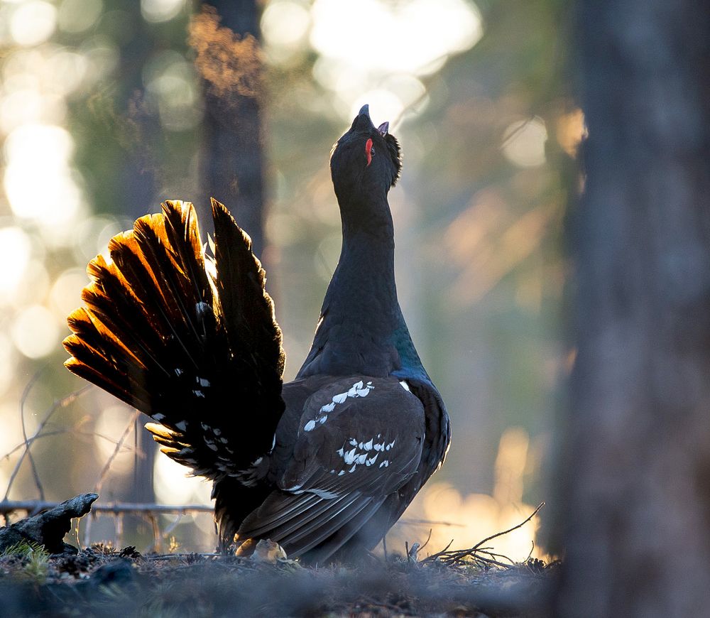 Токующий каменный глухарь