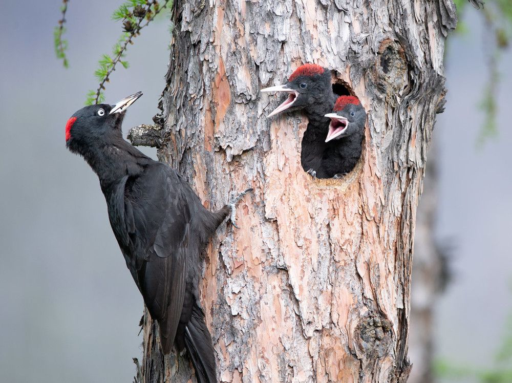 Черный дятел у гнезда