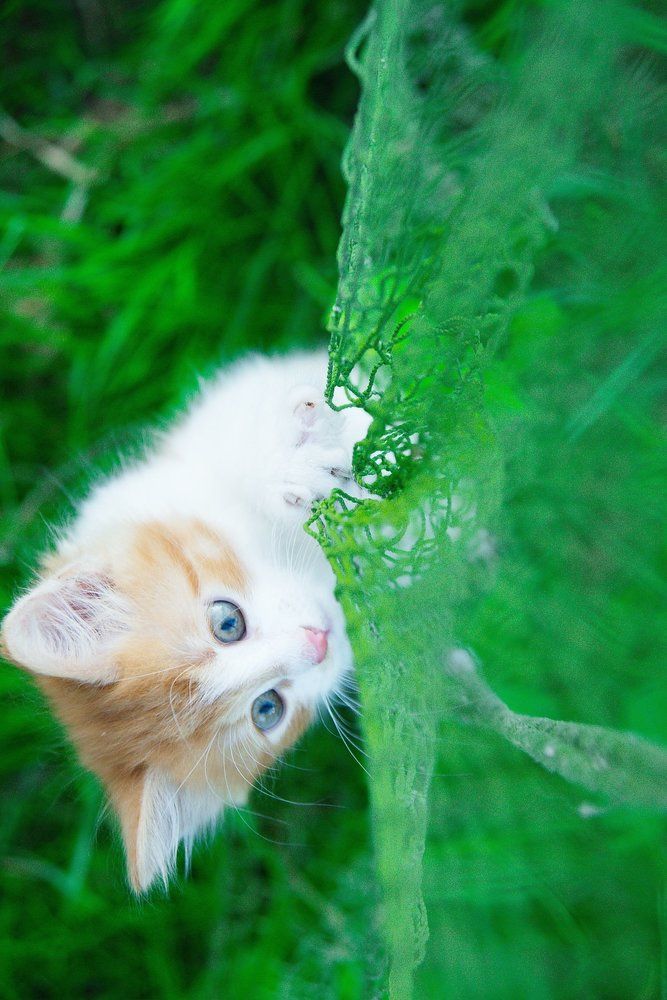 Котенок в деревне -1