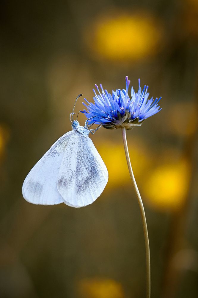 Брюквенница