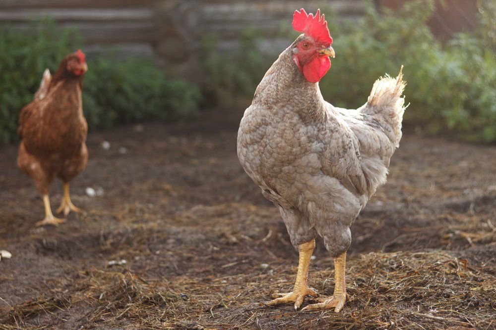 morning in the village