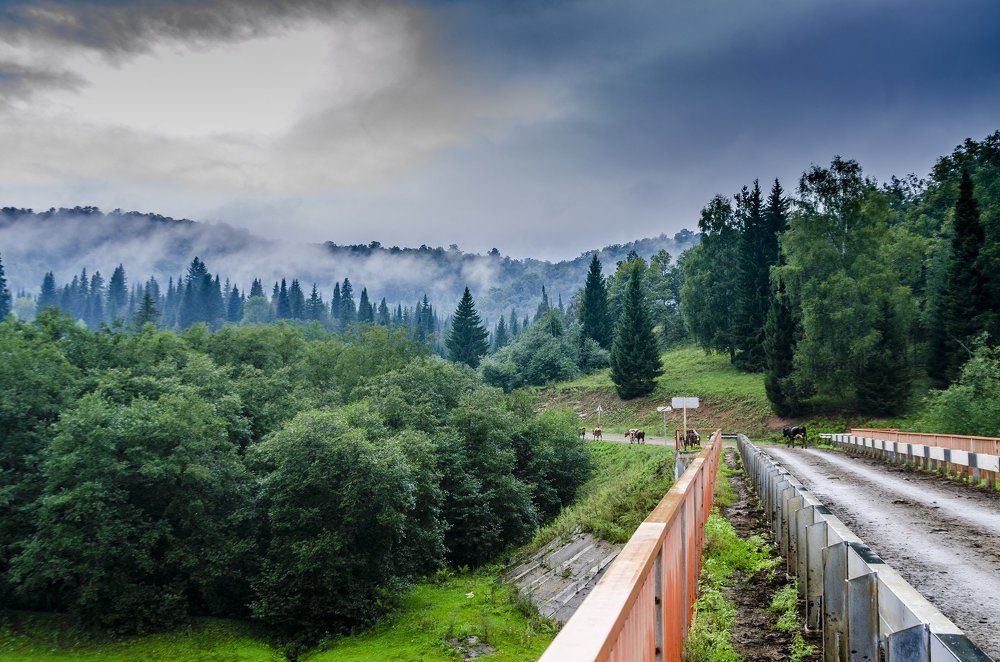 Табун уходит в небо