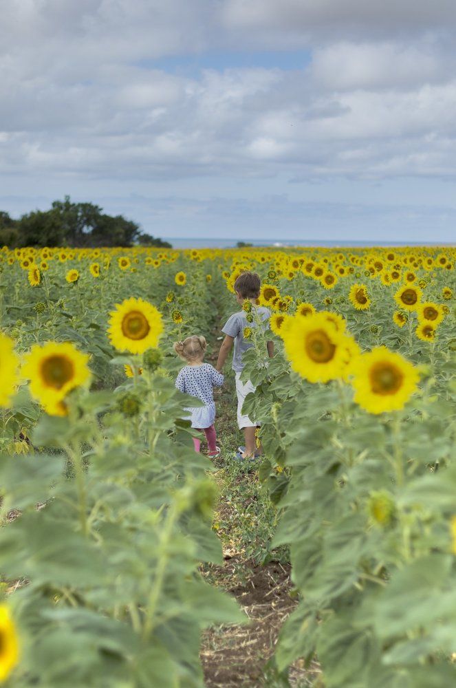 Солнышки в подсолнухах