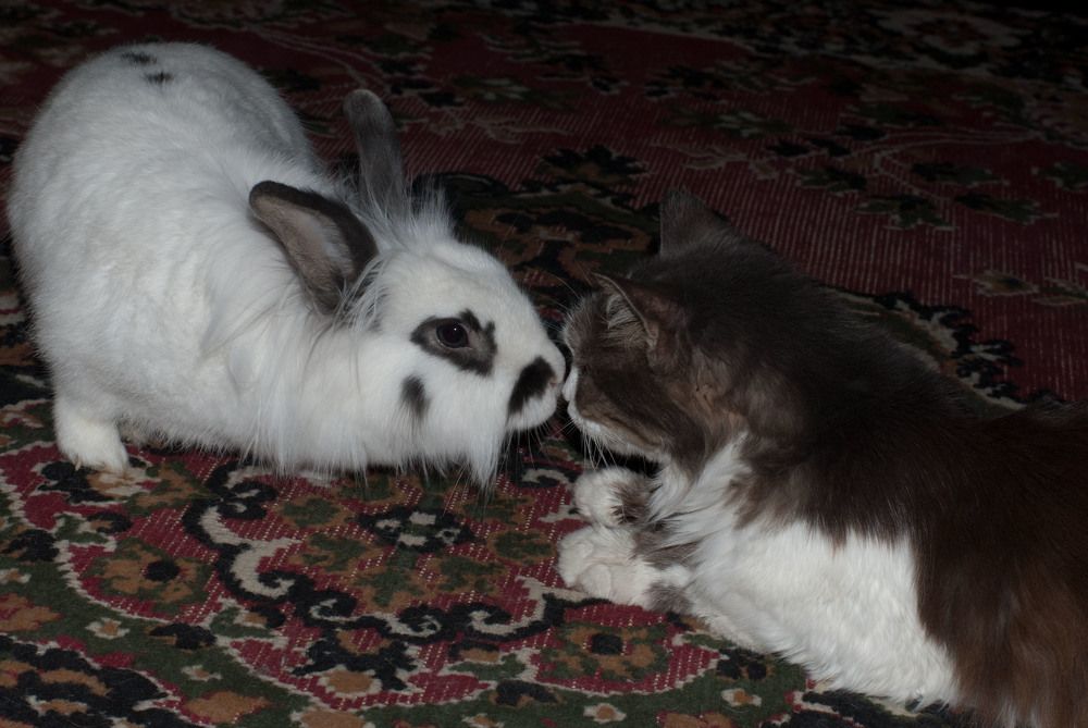 Ты такая пушистая