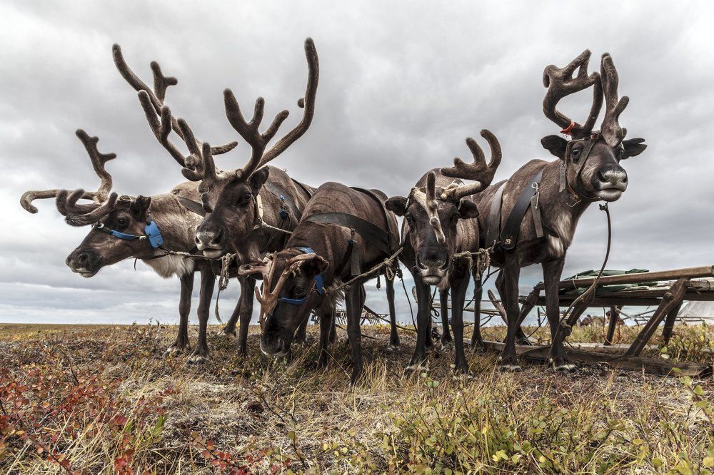 Упряжка северных оленей