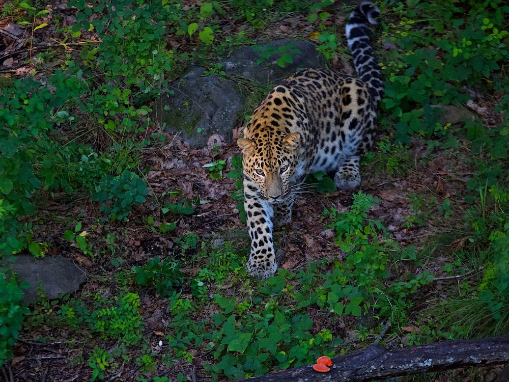 леопард и красный гриб