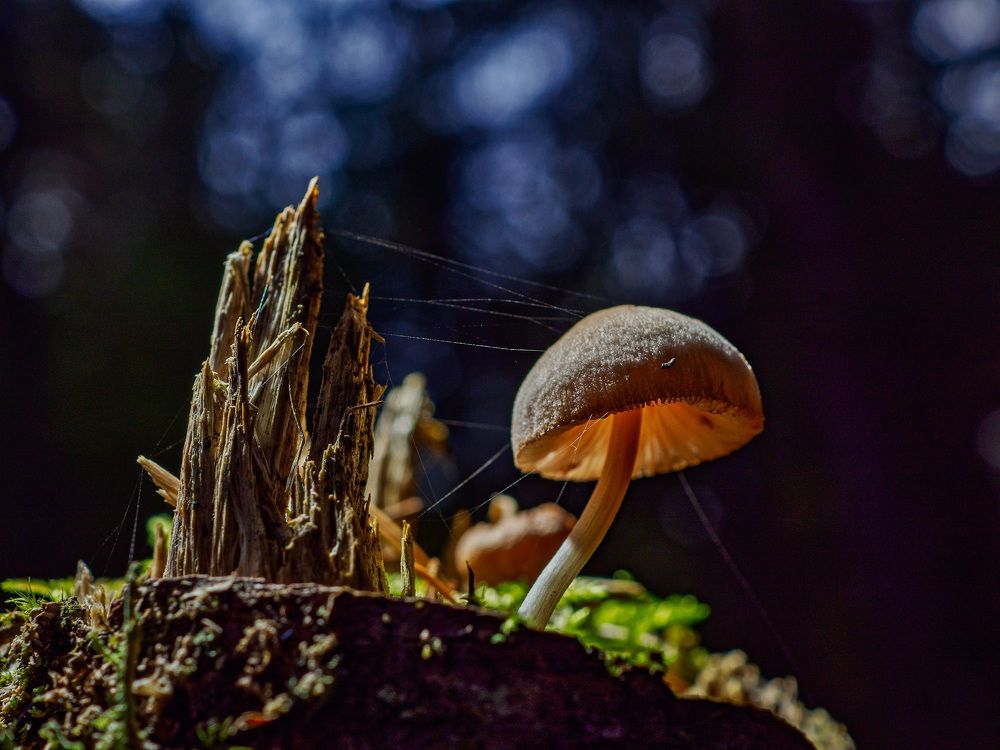 Осенний лес