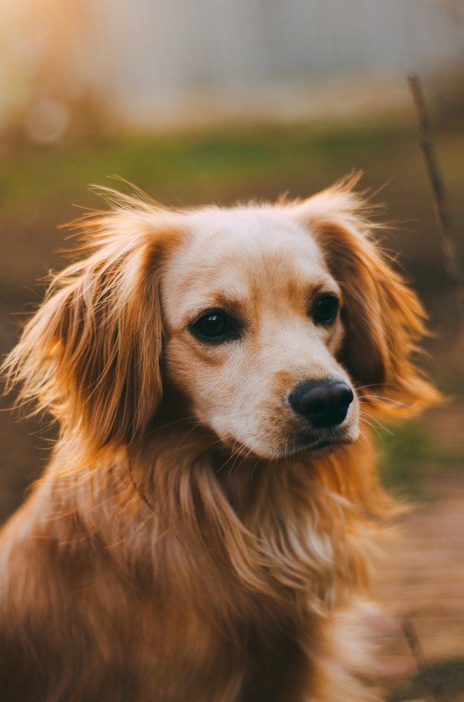 Рич, где кошка?!