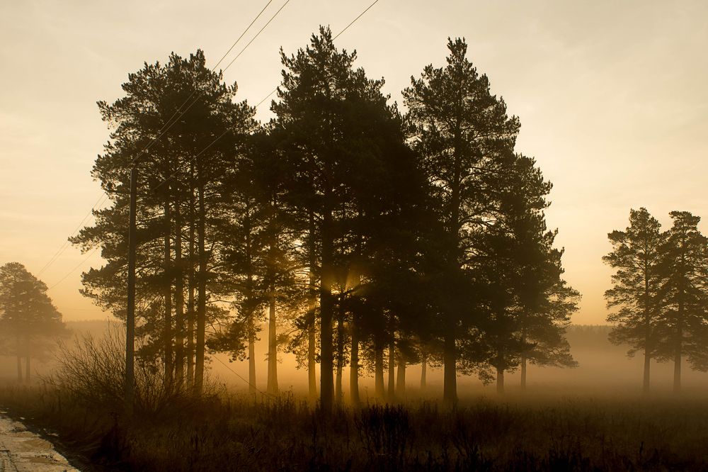 Туман на рассвете