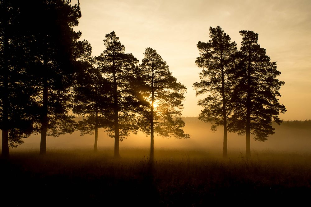 Туман на краю леса