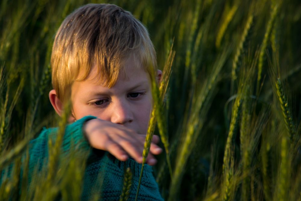 playing in the wheat