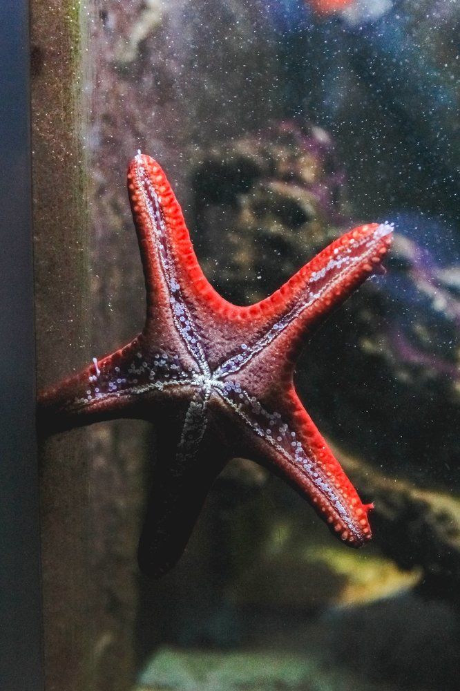 Photograph by Галина Полищук