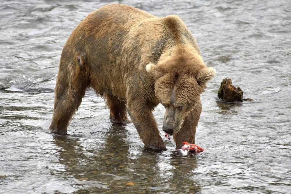 Добыл и не отдал.