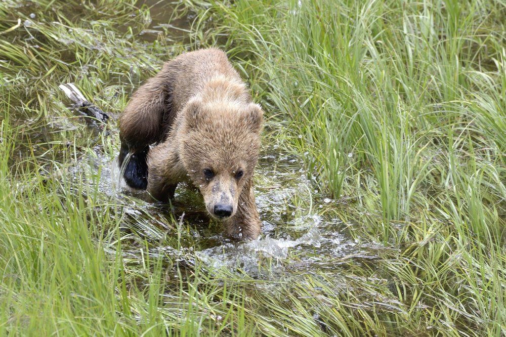 Догнать маму!