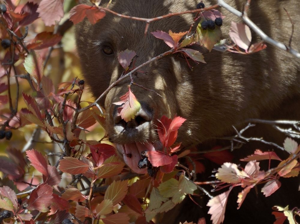 Вкусная ягодка.