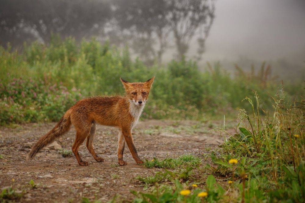 Любопытный Лис