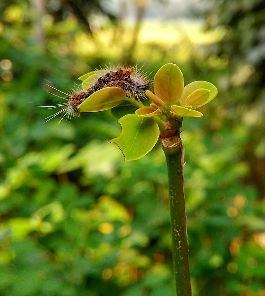 Beauty On The Leaf ..