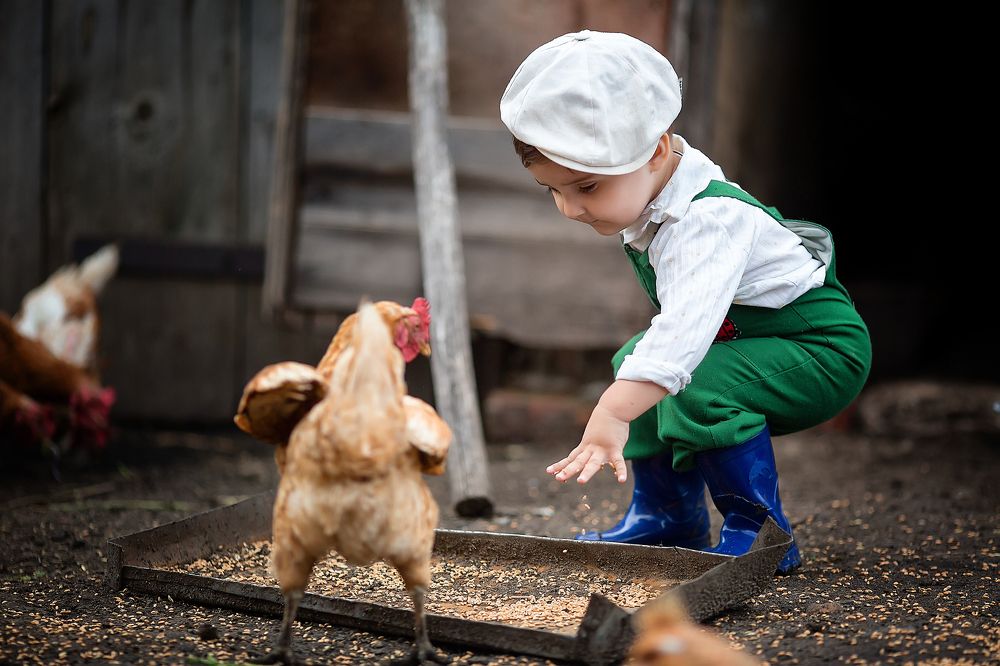 Однажды в курятнике
