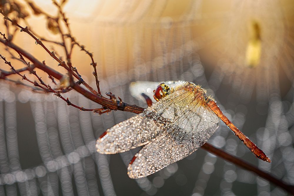 Пробуждение на заре.