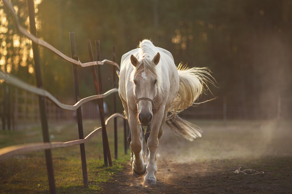 В вечернем свете