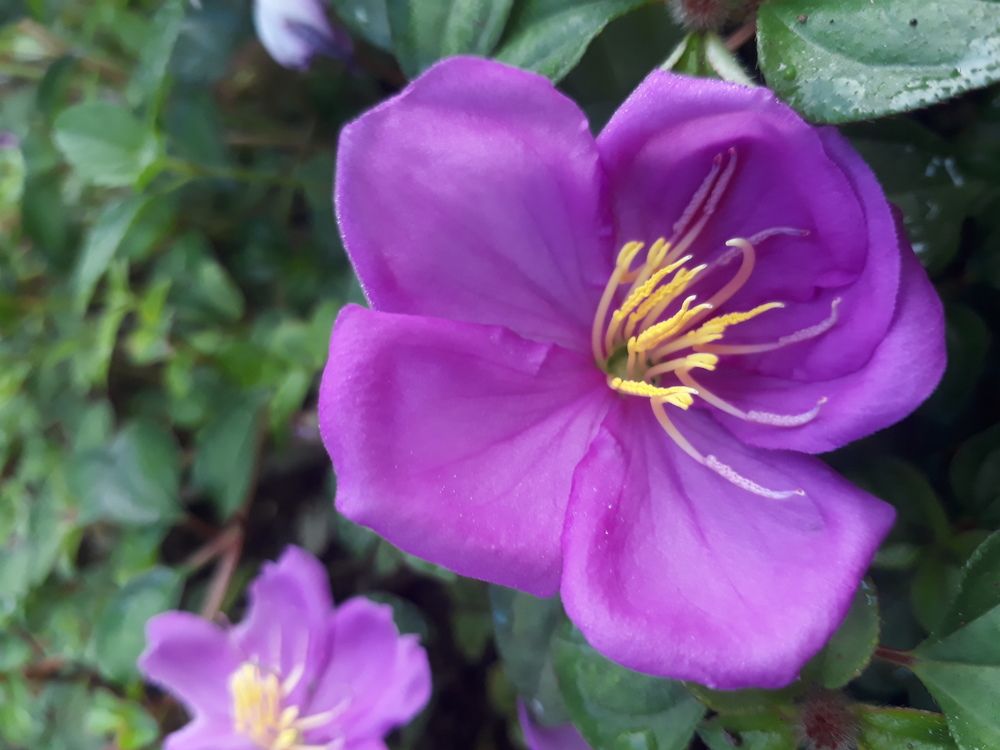 Flower