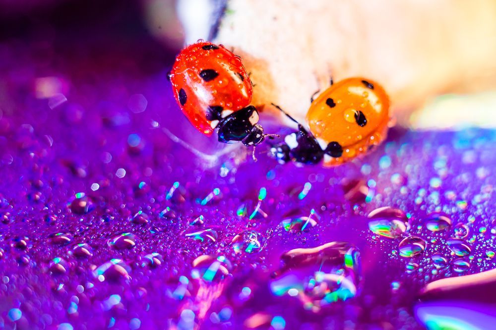 Друг всегда рядом