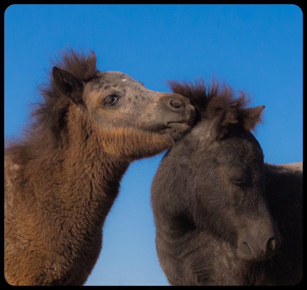 Любовь и пони.