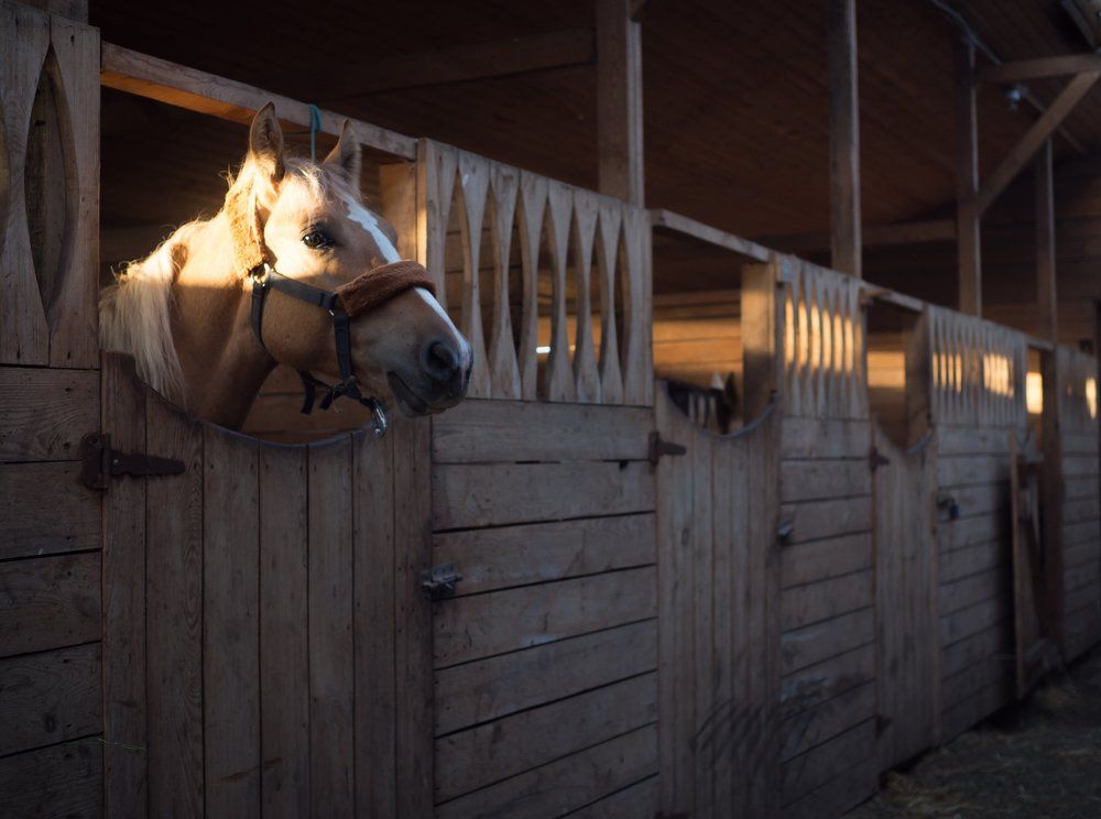 В конюшне.