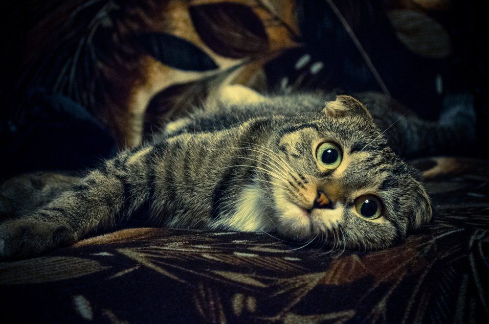 Домашняя непоседа