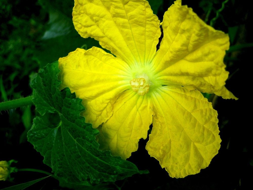 Beauty behind Greens