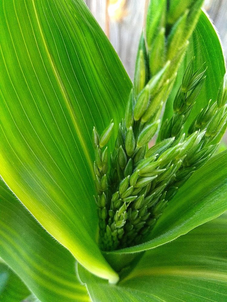 Красота в деталях.