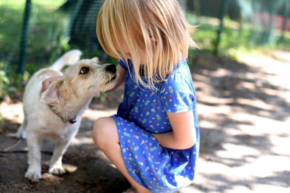 пес бродячий