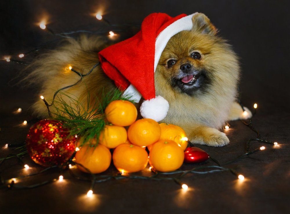 Новогодняя