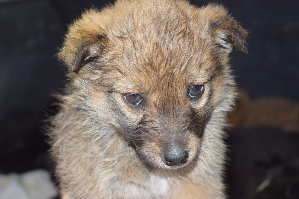 Маленький и беззащитный щенок