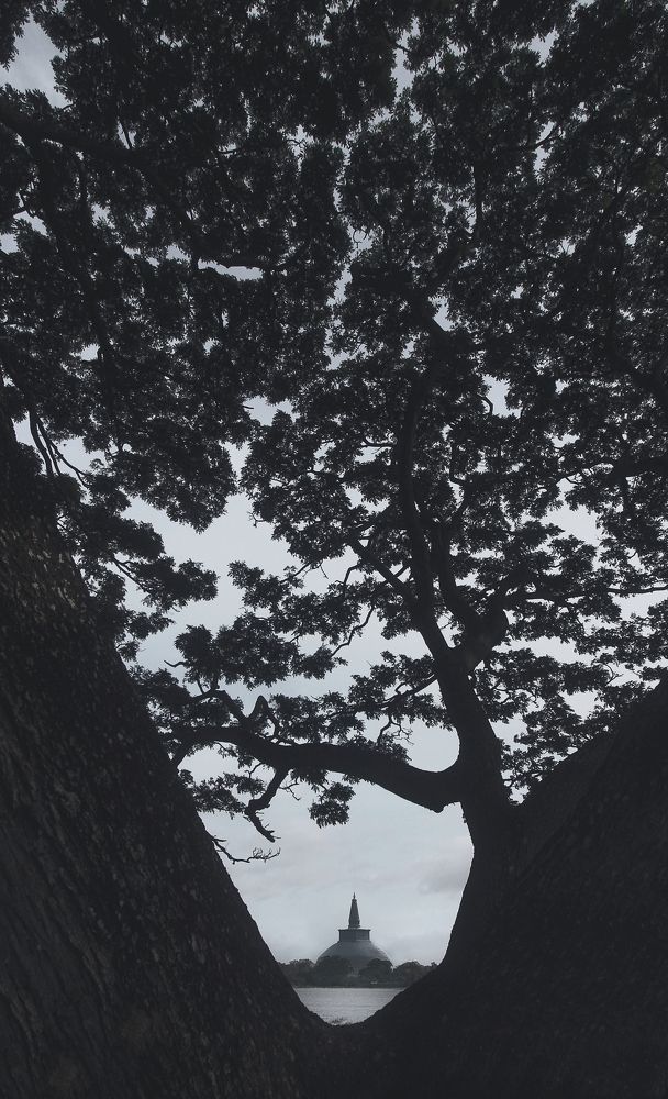 Wisdom through branches