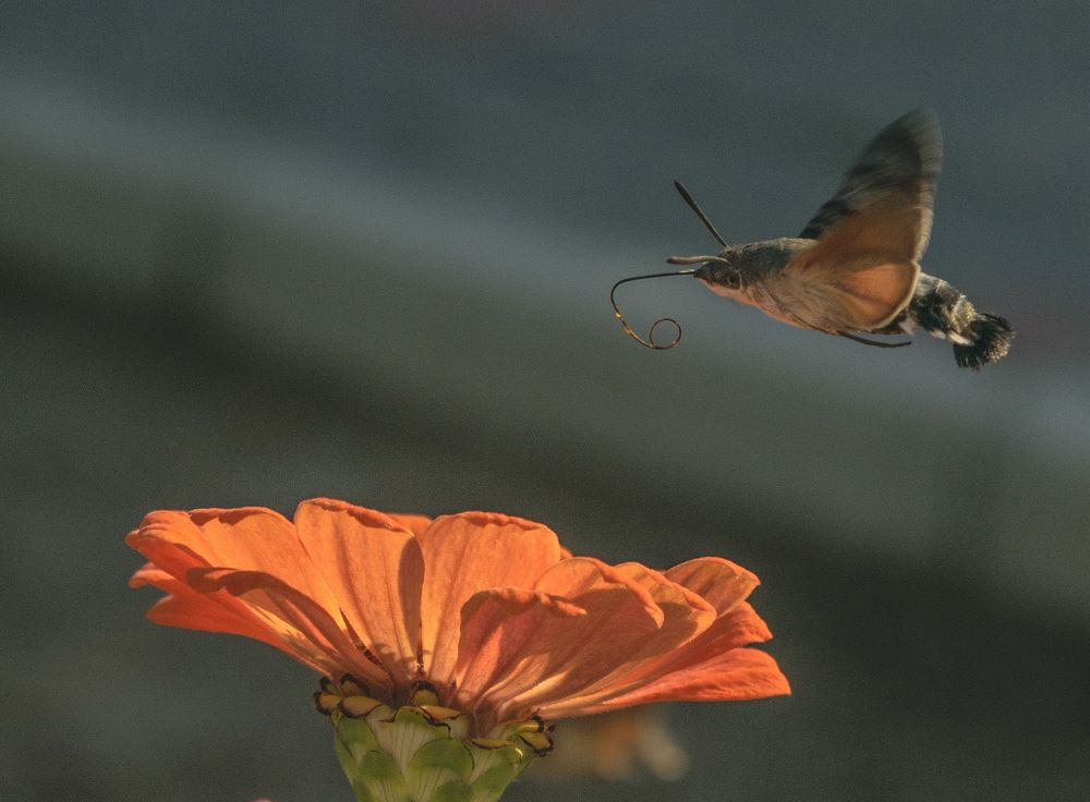 На зов цветка