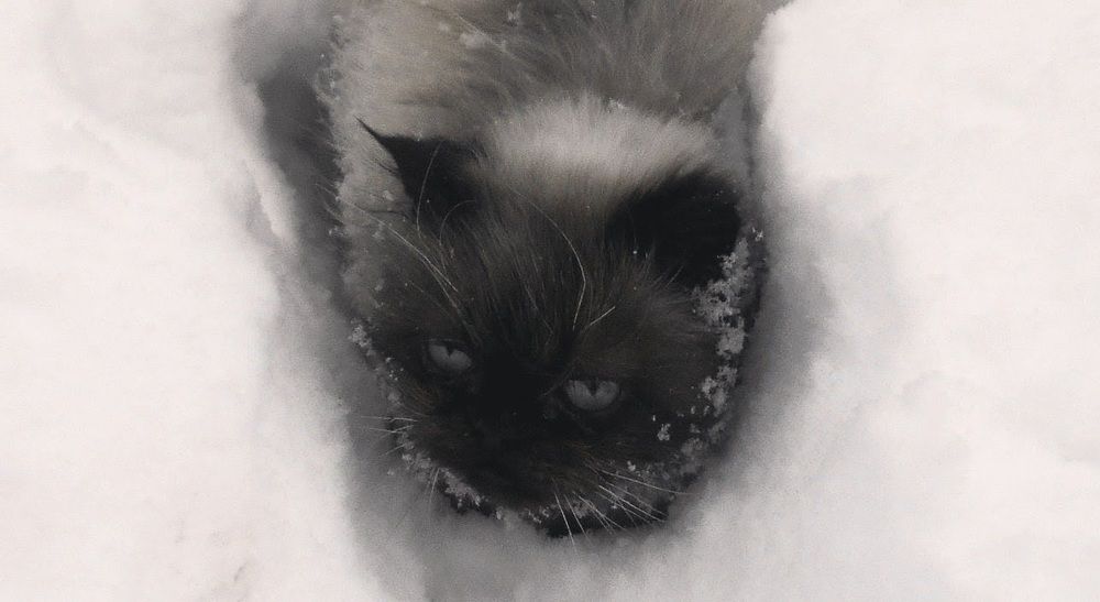 В студеную пору...
