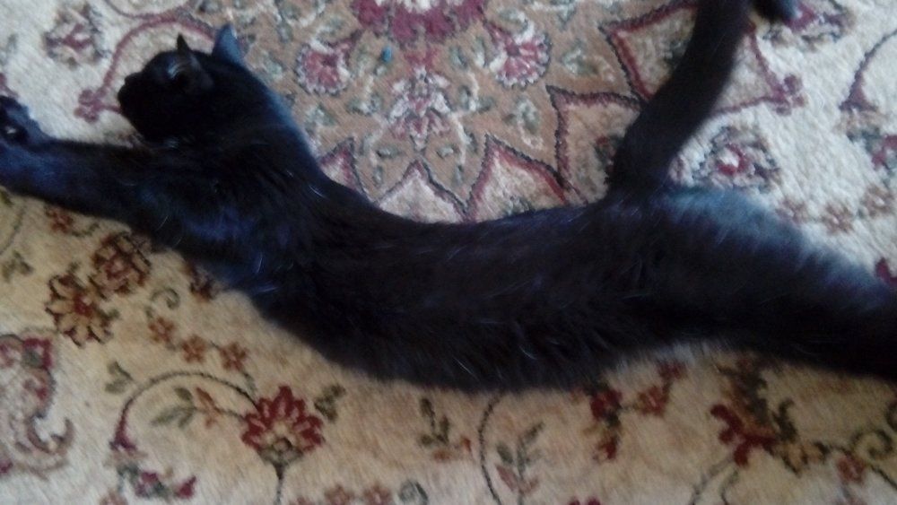 Гимнастика Федюни