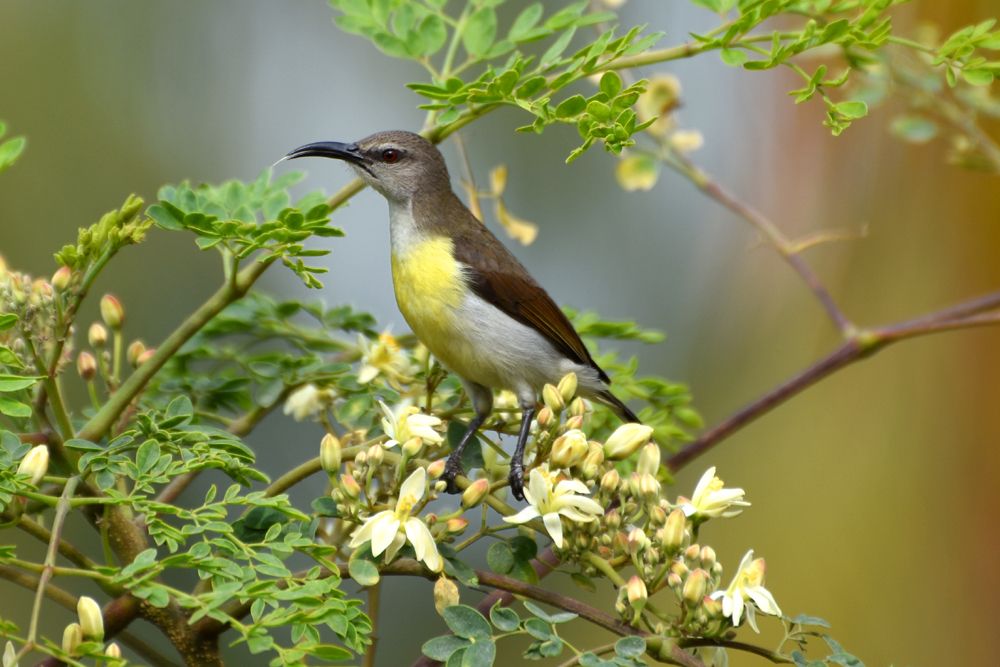 sunbird