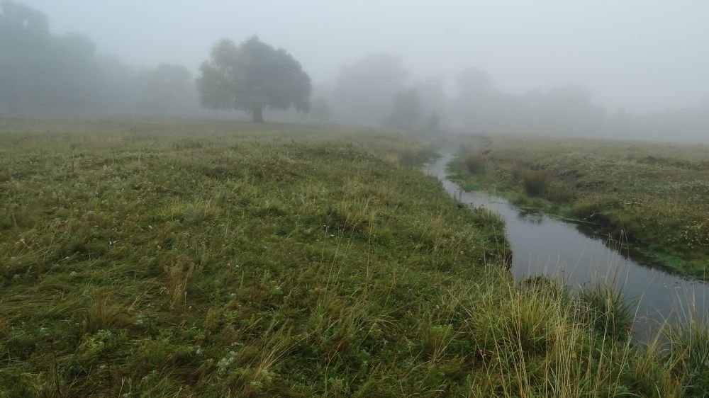 Утро туманое