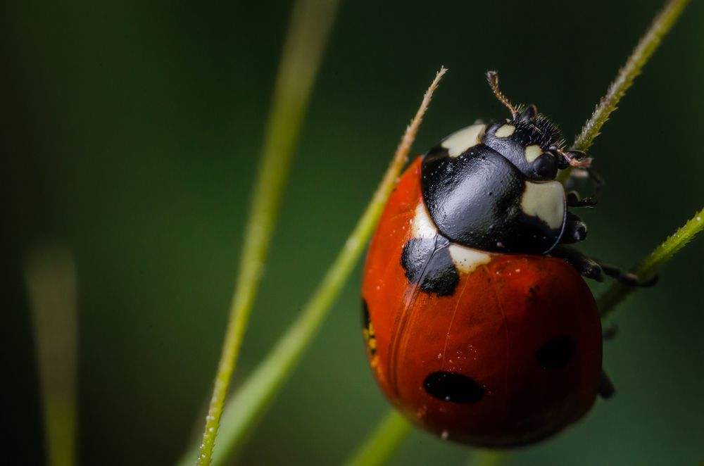 Ladybug